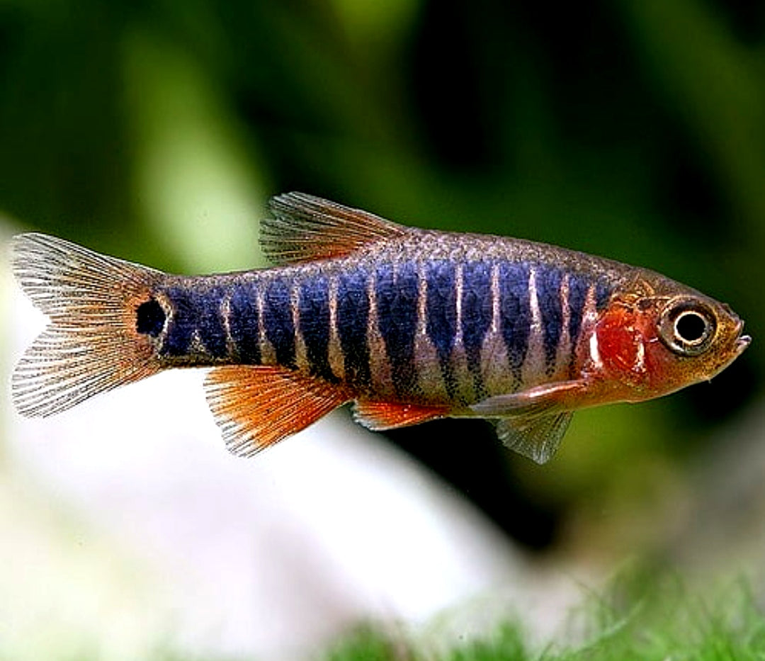 Querstreifen-Zwergbärbling – Danio erythromicron 🐟🌿