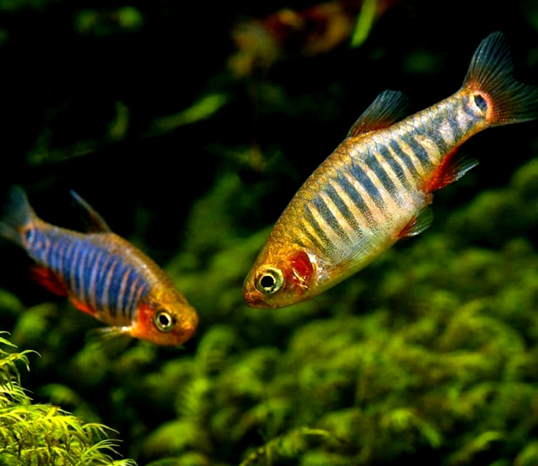 Querstreifen-Zwergbärbling – Danio erythromicron 🐟🌿