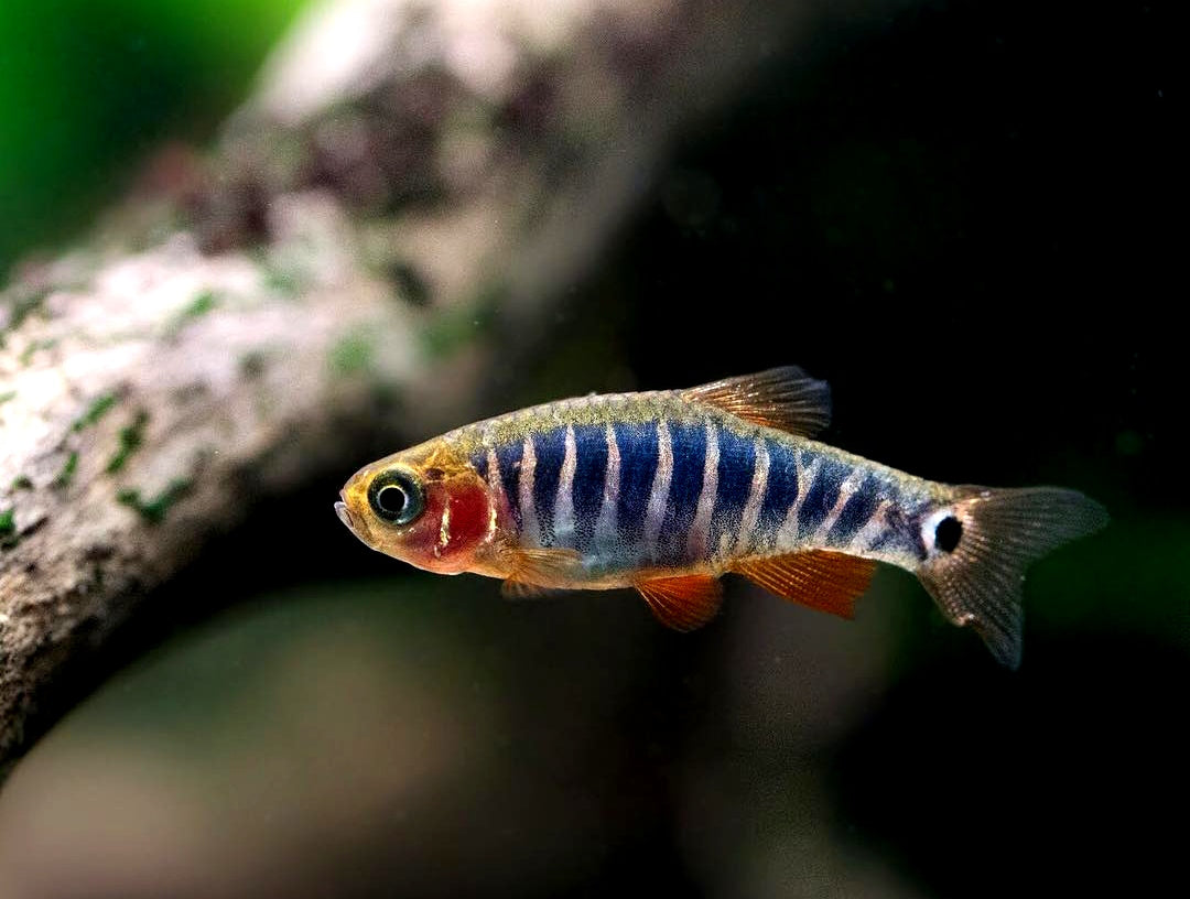 Querstreifen-Zwergbärbling – Danio erythromicron 🐟🌿