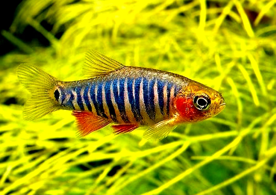 Querstreifen-Zwergbärbling – Danio erythromicron 🐟🌿