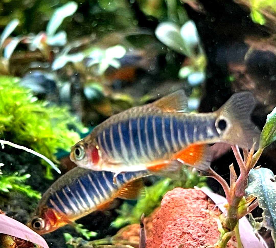 Querstreifen-Zwergbärbling – Danio erythromicron 🐟🌿