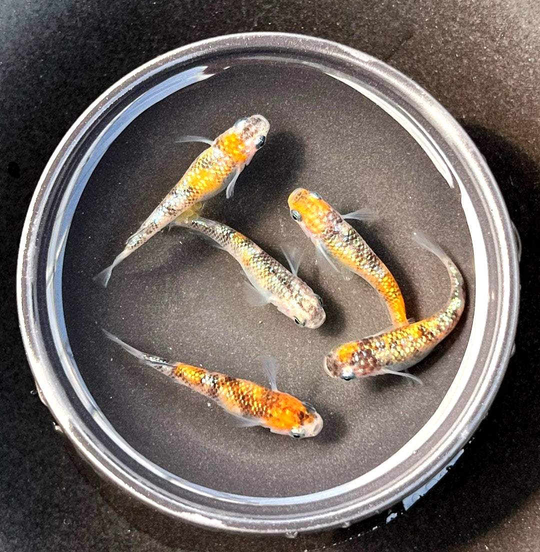 Medaka - Orange Tiger