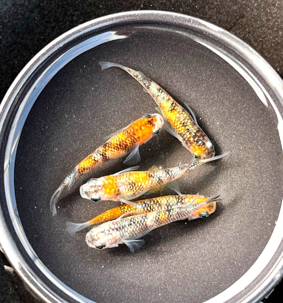 Medaka - Orange Tiger