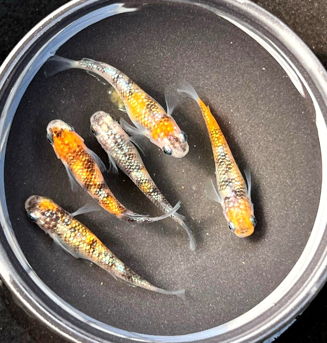 Medaka - Orange Tiger