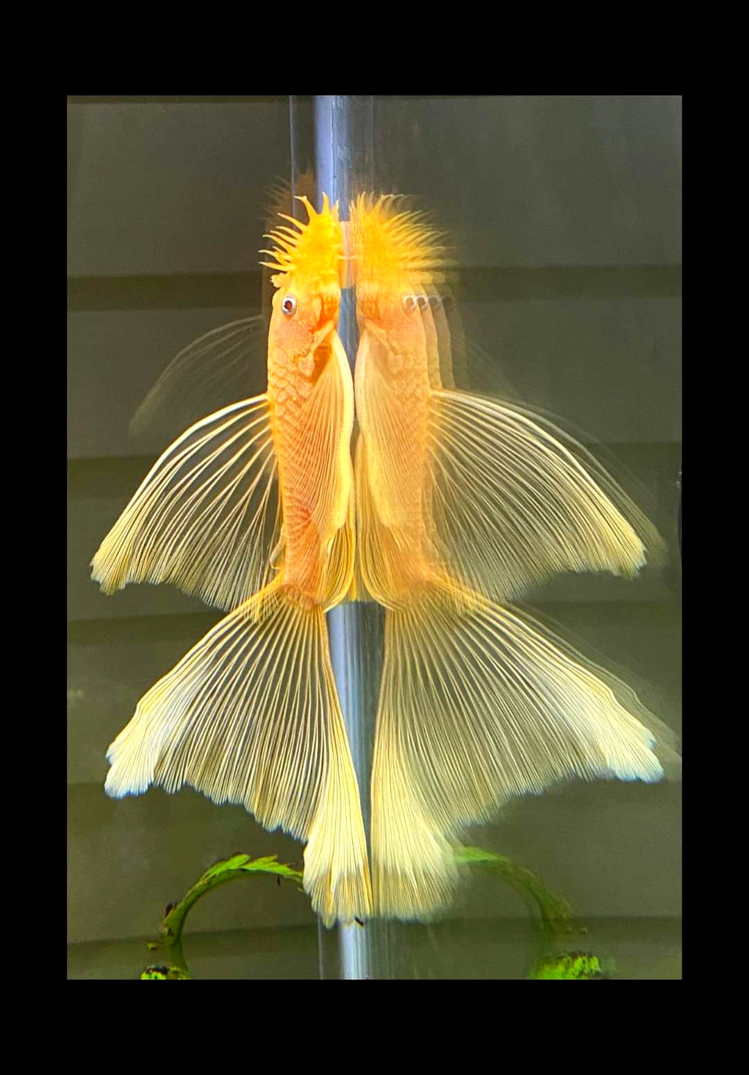 L144 Longfin Snow White - Antennenwels Ancistrus sp.