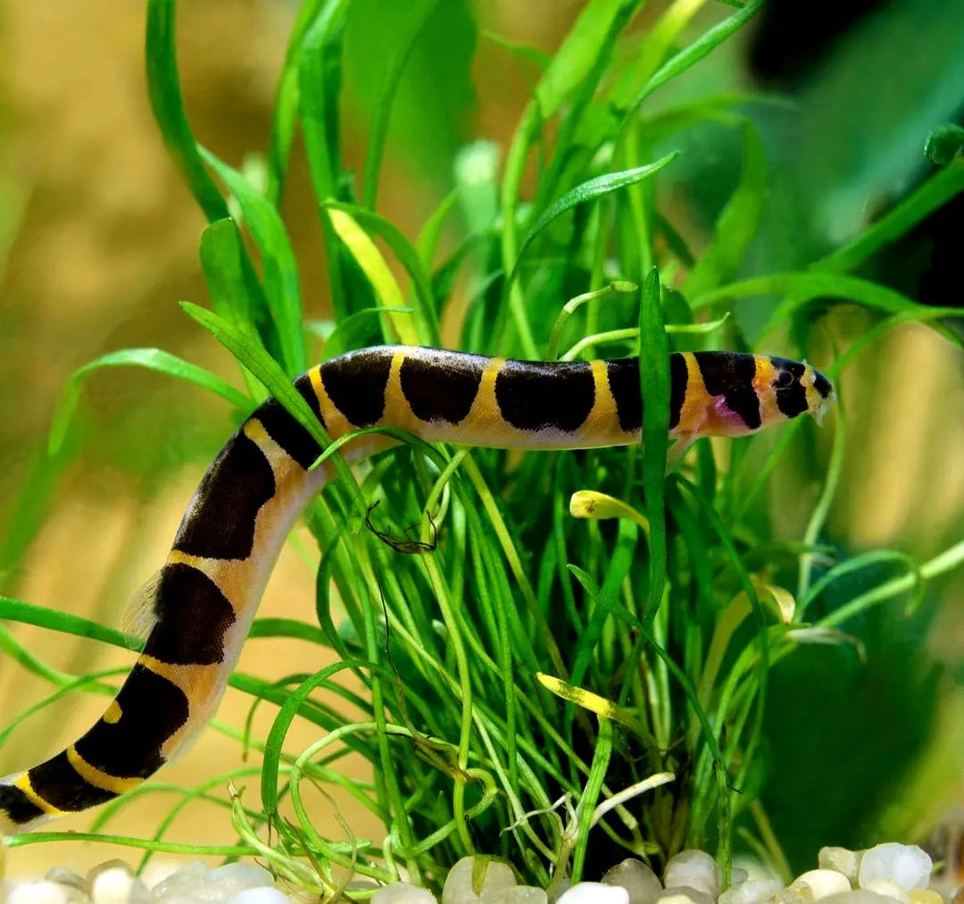 Pangio kuhli – 💛 Dornaugen AquaTimo