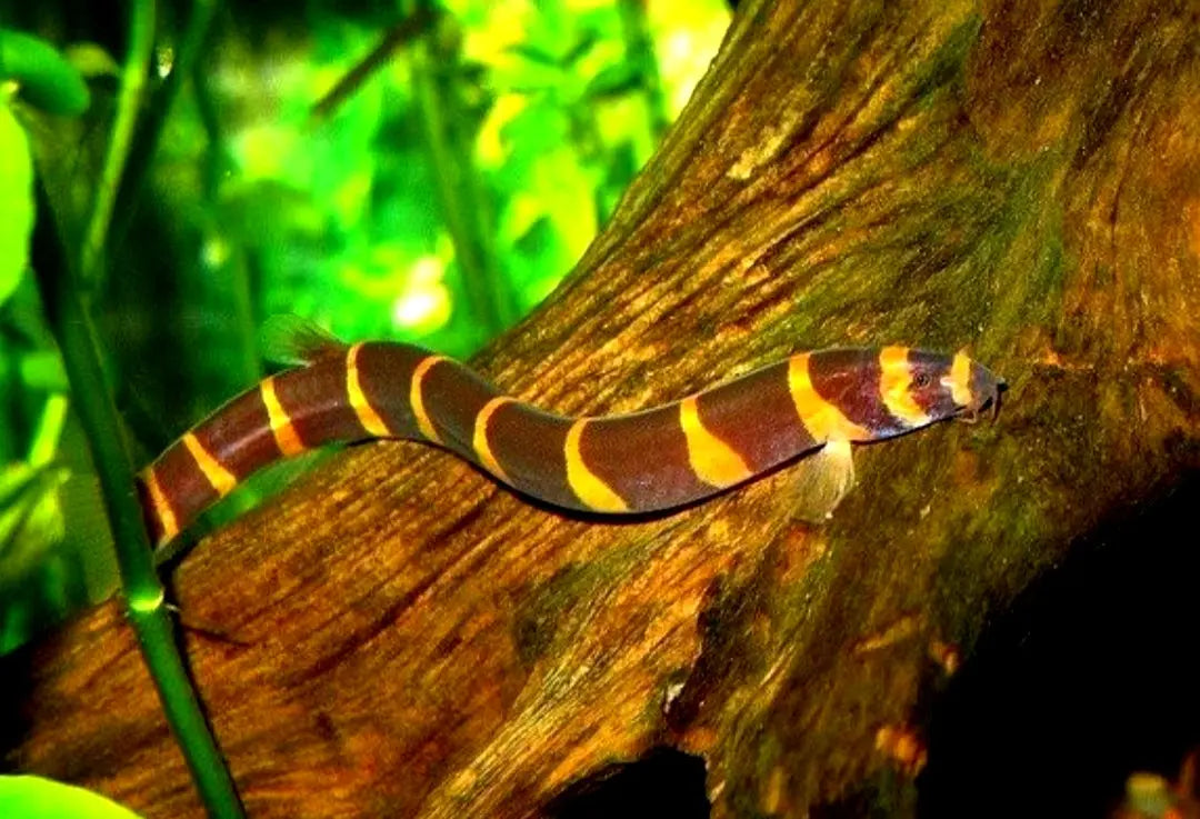 Pangio kuhli – 💛 Dornaugen AquaTimo