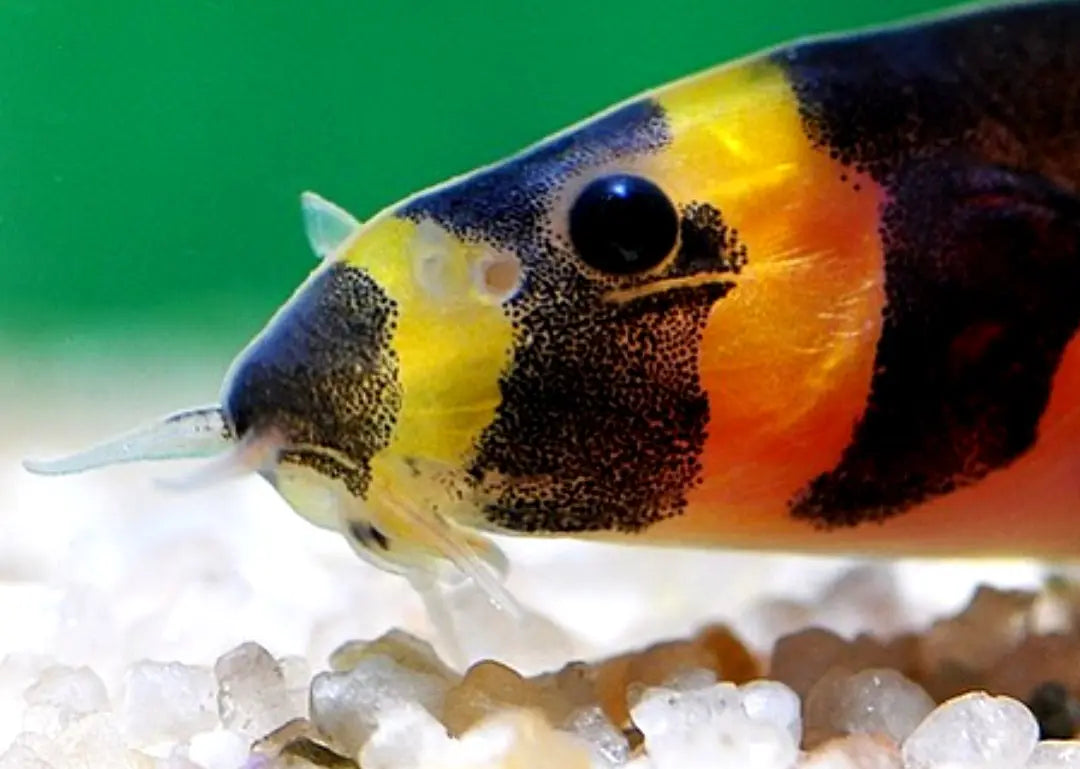 Pangio kuhli – 💛 Dornaugen AquaTimo