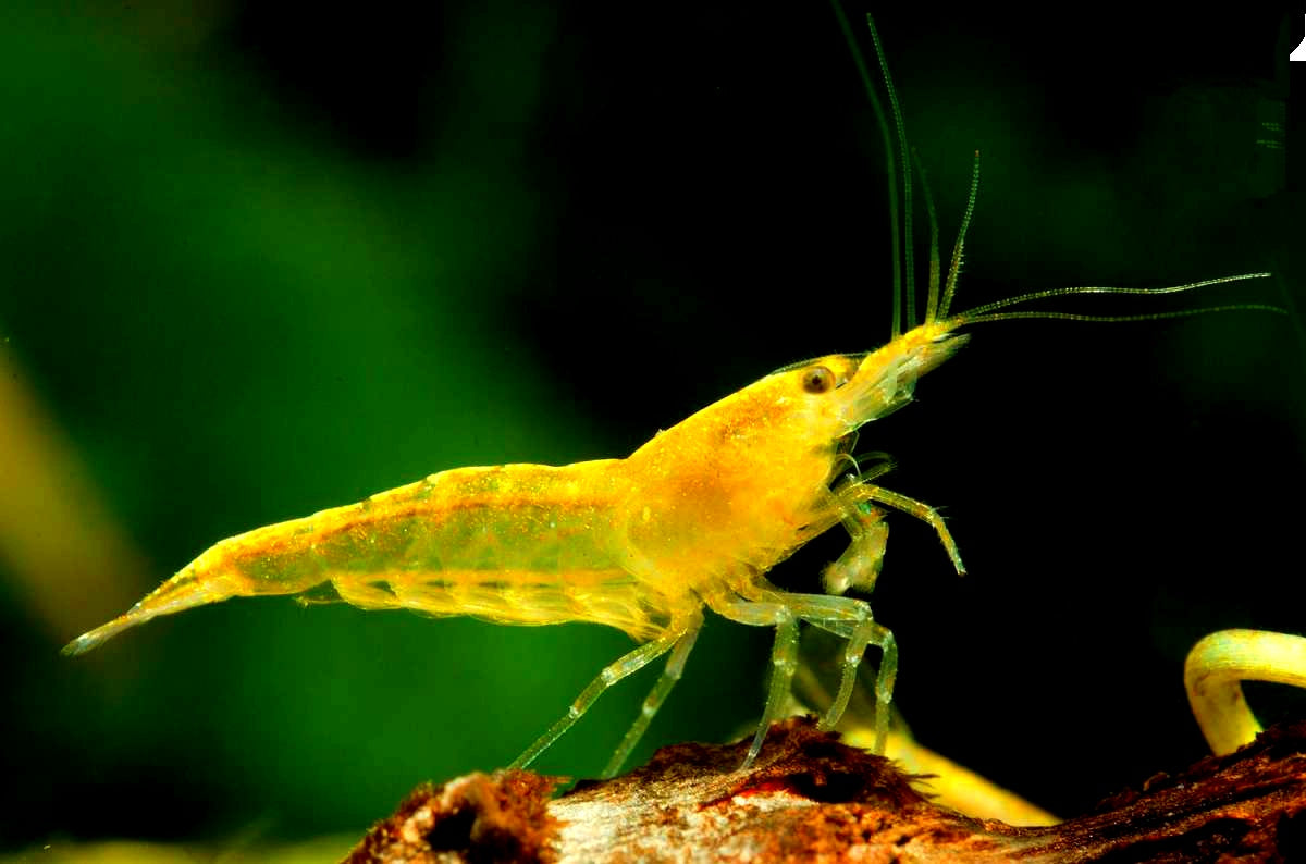 Neocaridina davidi - Yellow Fire Garnelen