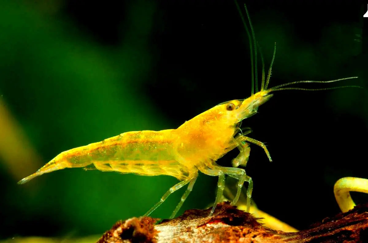 Neocaridina davidi - 💛 Yellow Fire Garnelen AquaTimo
