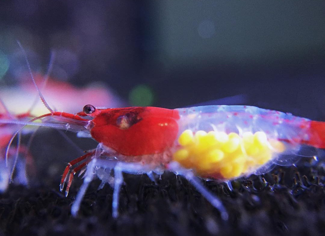 Neocaridina davidi - Red Rili Garnelen