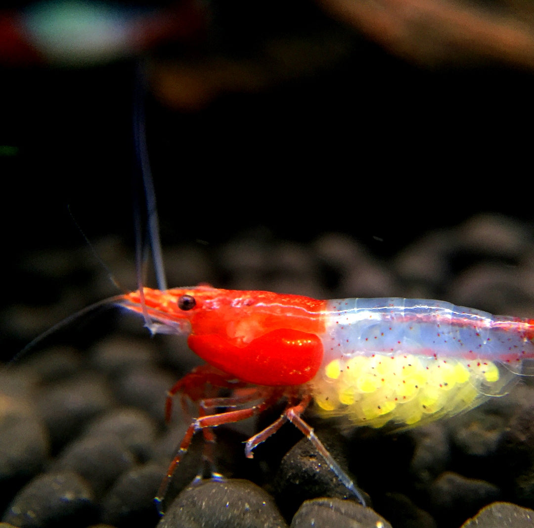 Neocaridina davidi - Red Rili Garnelen