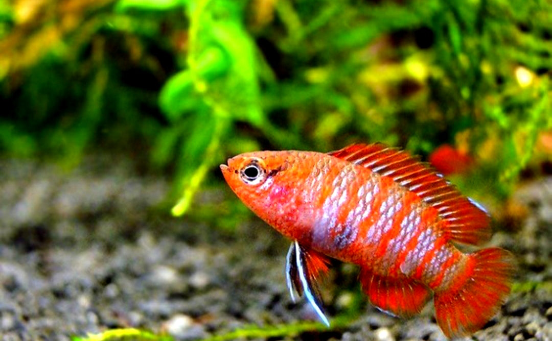 Dario dario – Scharlachroter Zwergblaubarsch