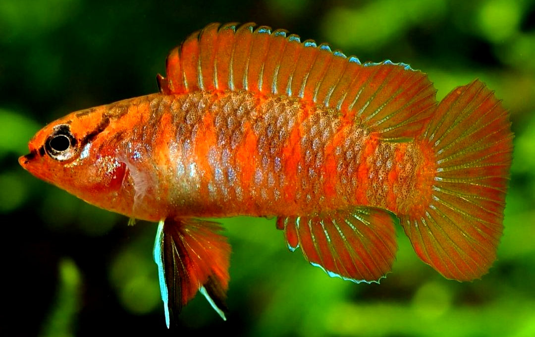 Dario dario – Scharlachroter Zwergblaubarsch