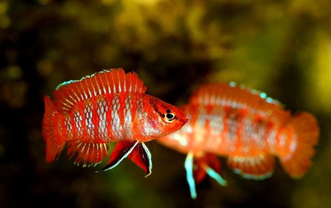 Dario dario – Scharlachroter Zwergblaubarsch