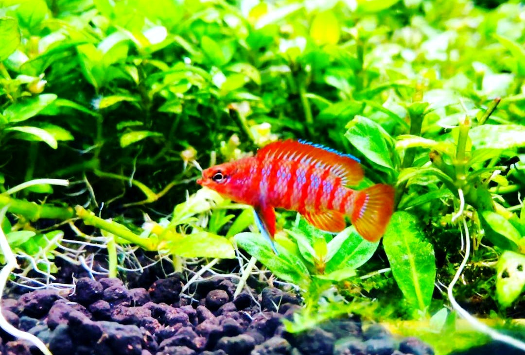 Dario dario – Scharlachroter Zwergblaubarsch