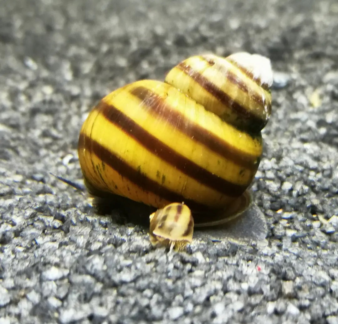 Viviparus viviparus - Sumpfdeckelschnecke