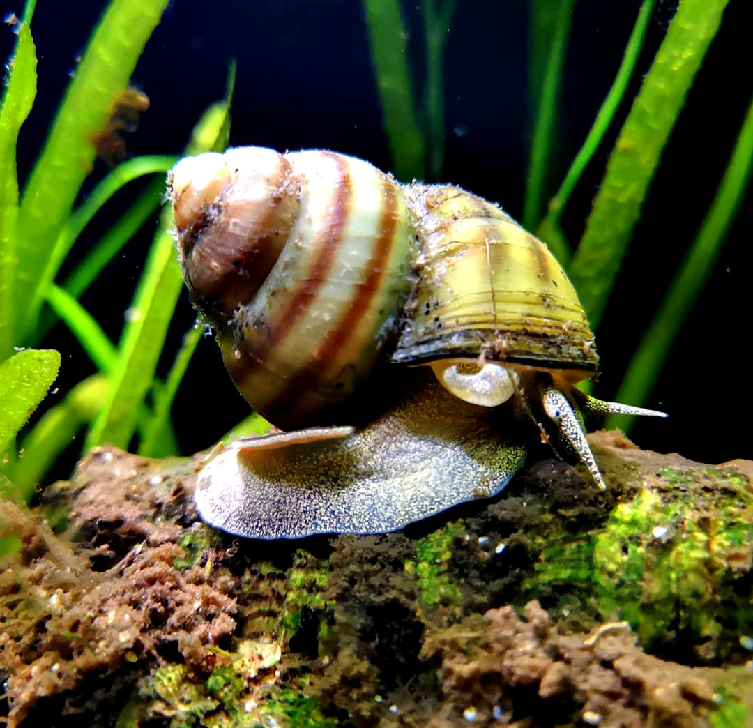 Viviparus viviparus - Sumpfdeckelschnecke