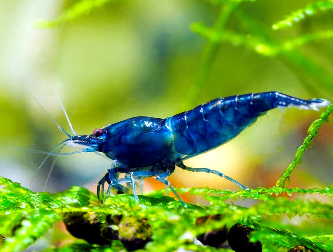 Neocaridina davidi - Blue Dream Garnele