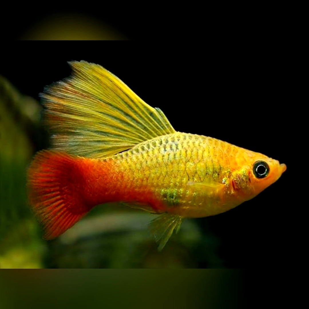 Papageienplaty „Hochflosse“ – Xiphophorus variatus 🐠🌈 Highfin