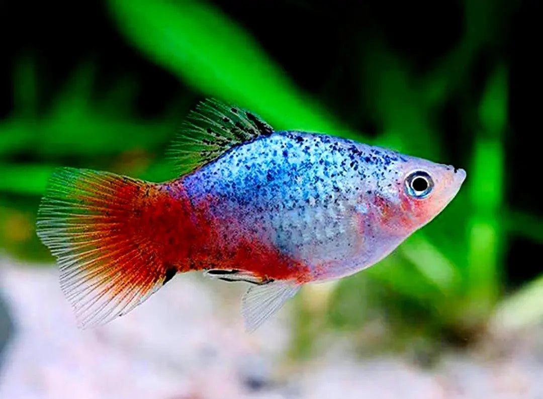 Platy - 💙❤️🧡💛 Wundertüte MIX AquaTimo