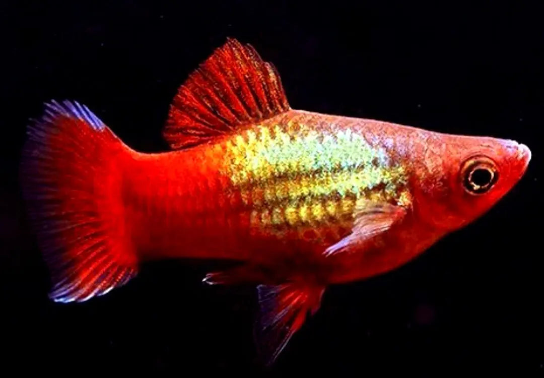 Platy - 💙❤️🧡💛 Wundertüte MIX AquaTimo