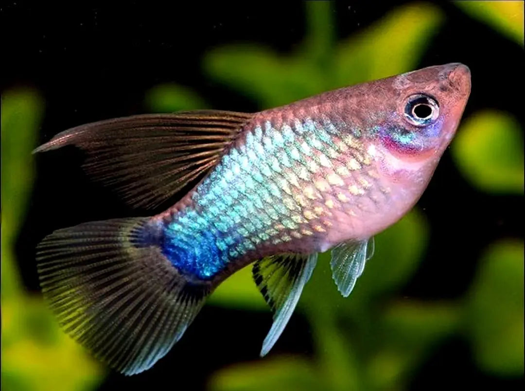 Platy - 💙❤️🧡💛 Wundertüte MIX AquaTimo