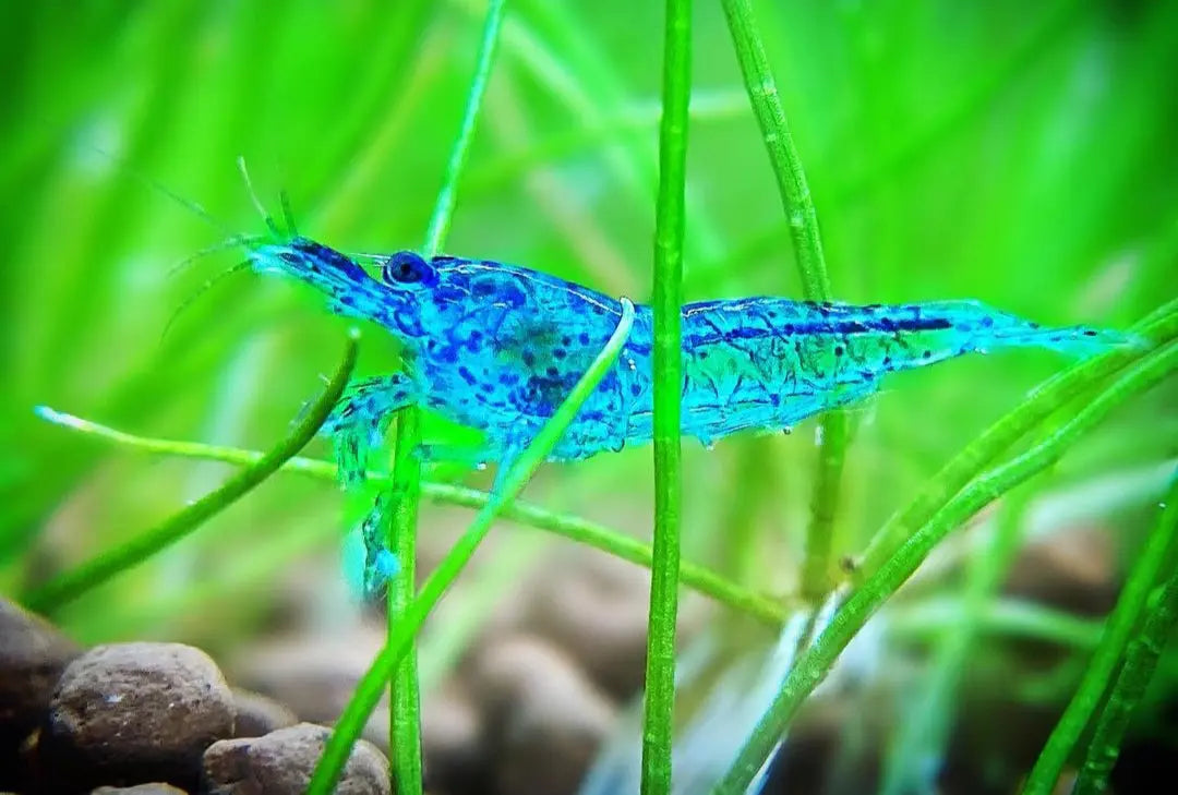 Neocaridina davidi - 💙 Blue Jelly Garnelen AquaTimo