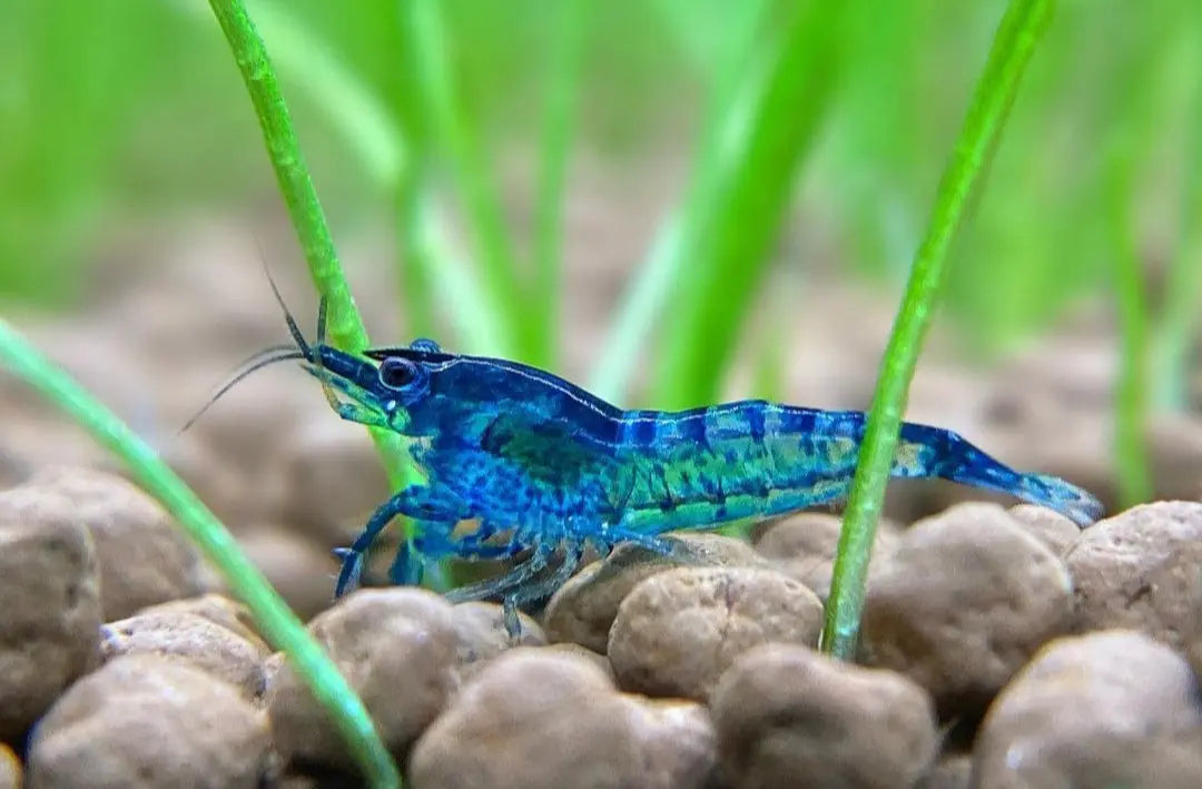 Neocaridina davidi - 💙 Blue Jelly Garnelen AquaTimo
