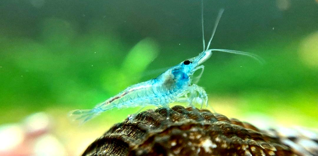 Neocaridina davidi - Blue Jelly Garnelen