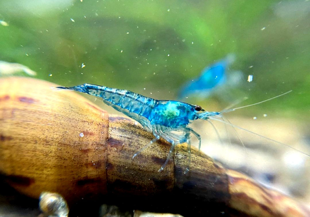 Neocaridina davidi -  Blue Jelly Garnelen