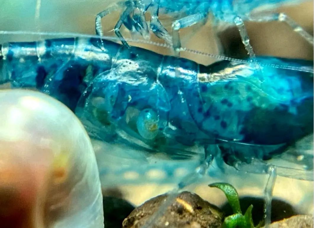 Neocaridina davidi - 💙 Blue Jelly Garnelen AquaTimo