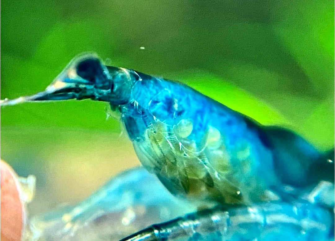 Neocaridina davidi - Blue Jelly Garnelen