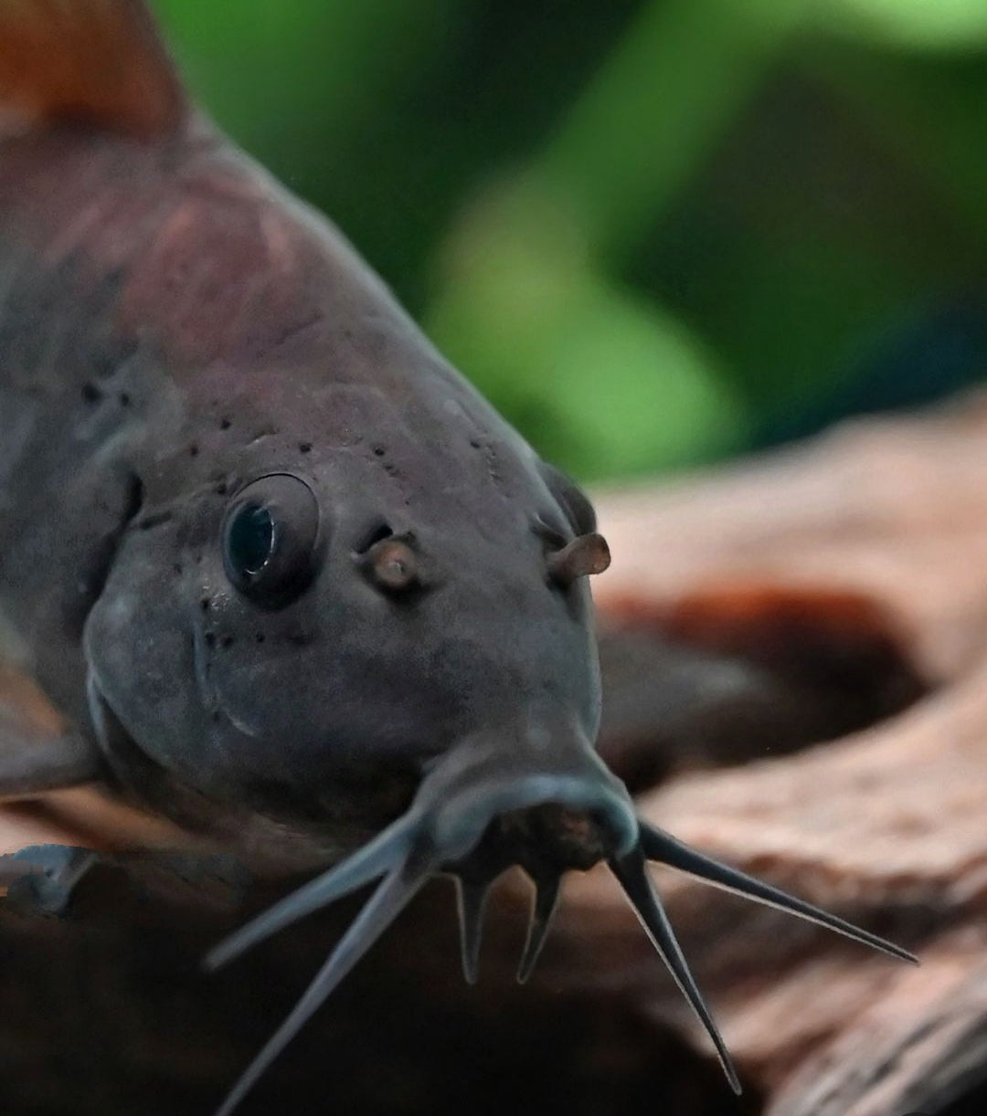 Corydoras aeneus "Black" - Schwarzer Metallpanzerwels