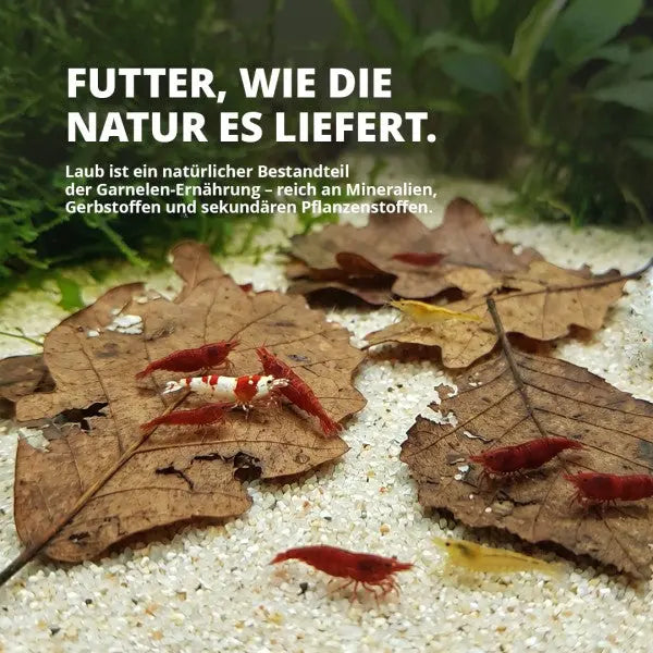 NatureHolic Instant Laub: Sofort sinkend, keimfrei und voller Huminstoffe für dein Aquarium! 🍂💧 AquaTimo