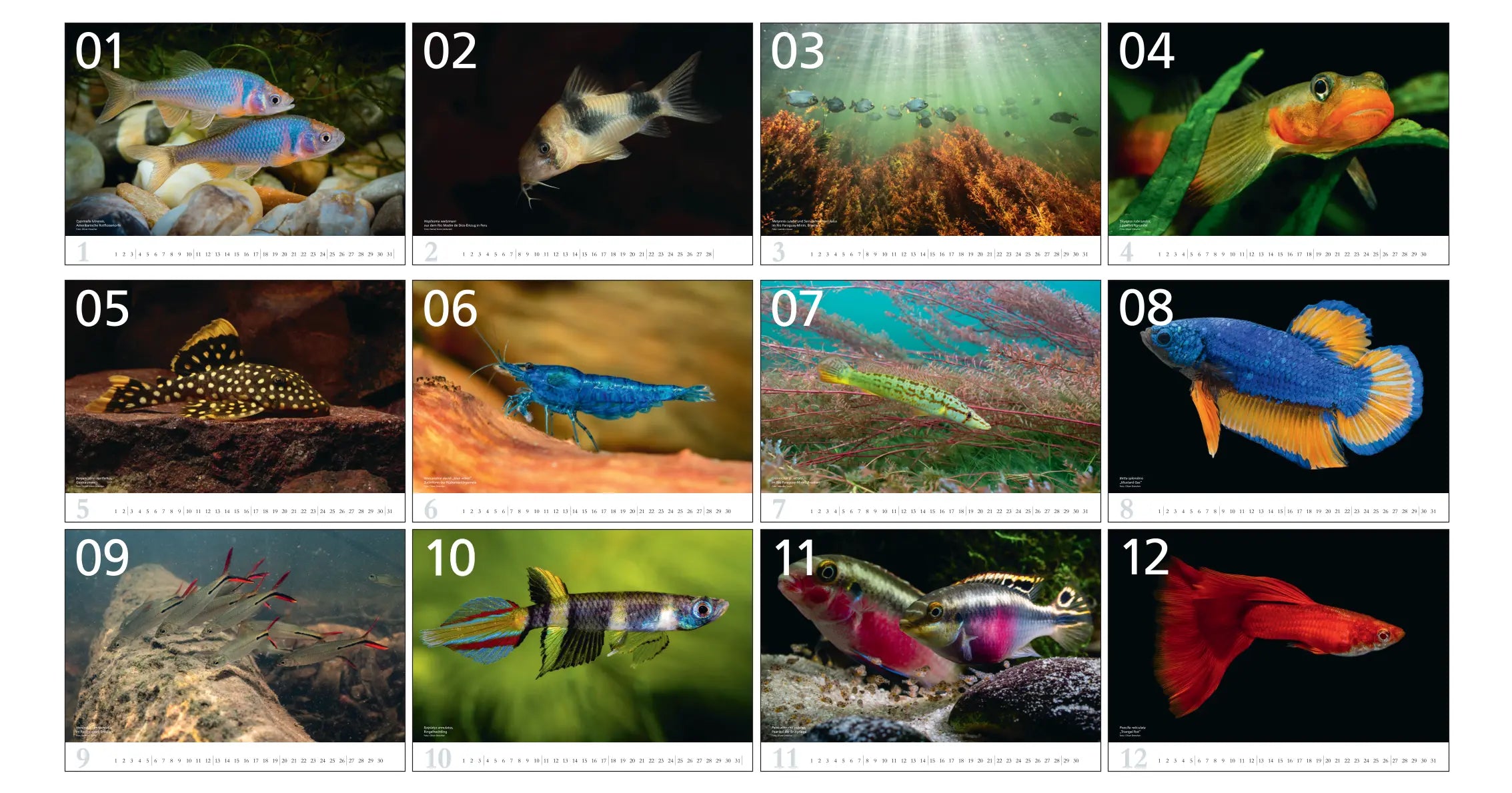 Aquaristik-Kalender 2027 Dähne Aquaristik