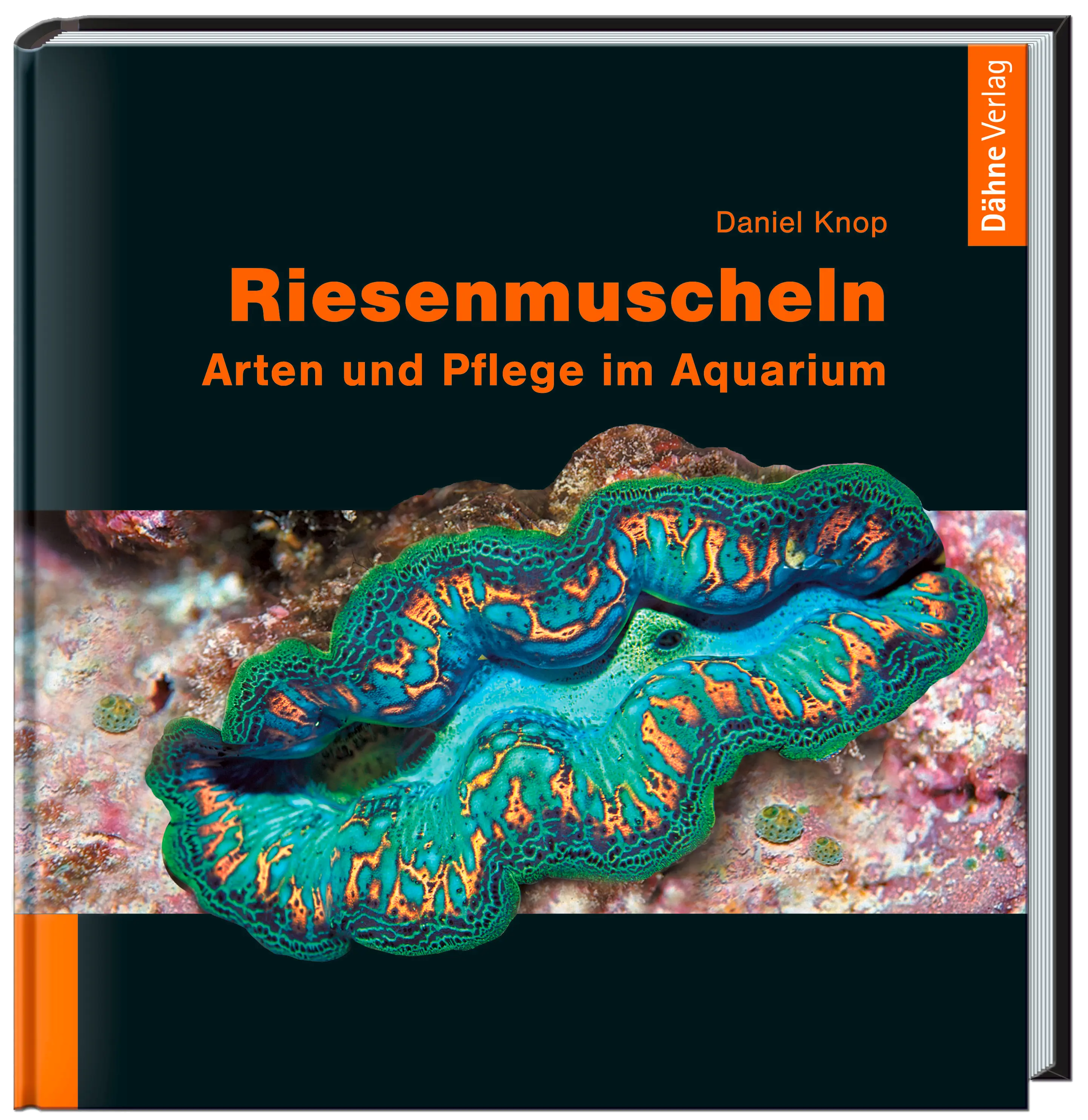 Riesenmuscheln Dähne Aquaristik