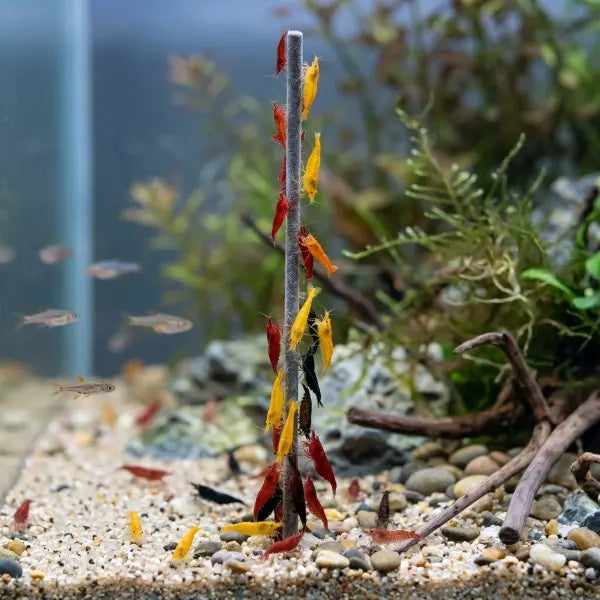 NatureHolic Shrimp Stick „Popeye Spinach“: Das gesunde Spinat-Spektakel für deine Wirbellosen 🍤🌿 AquaTimo