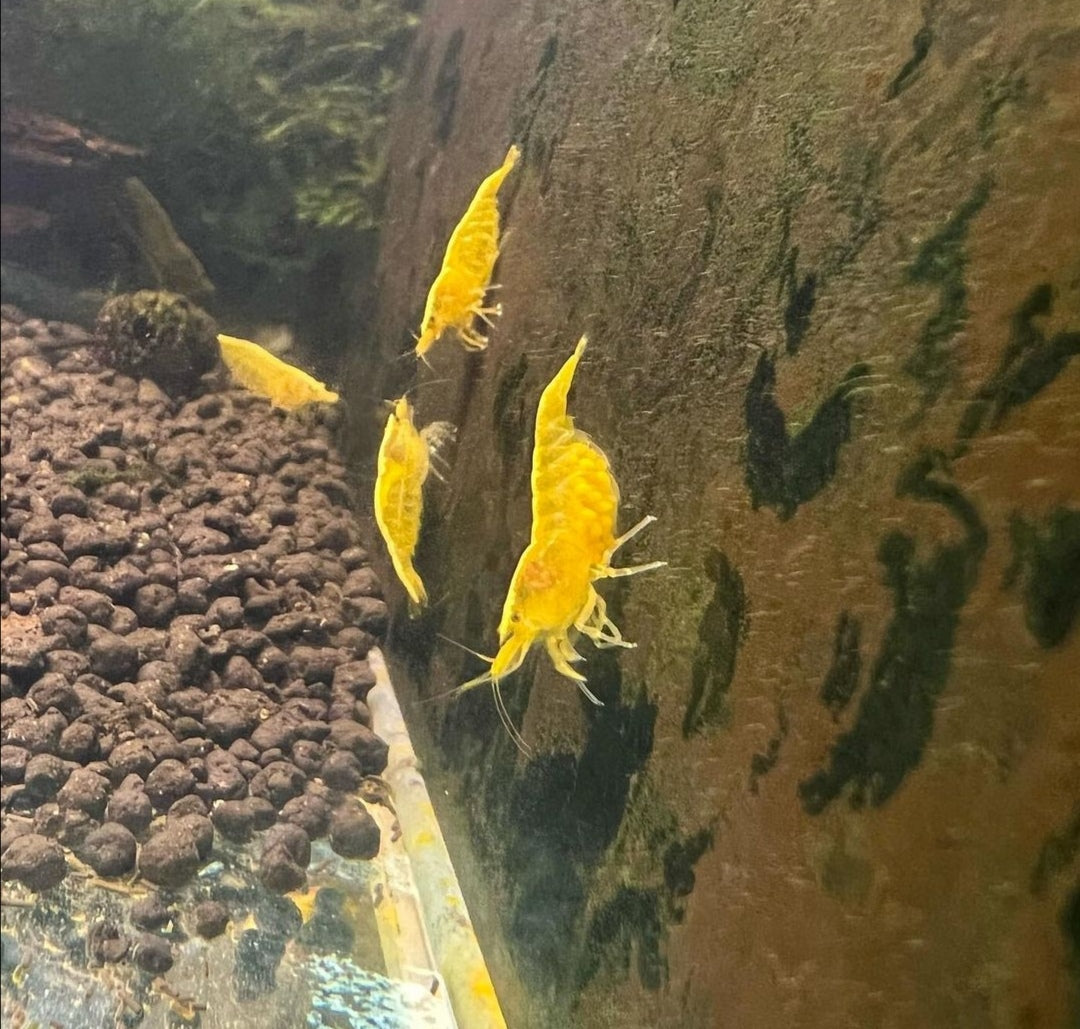 Neocaridina davidi - Yellow Fire Garnelen