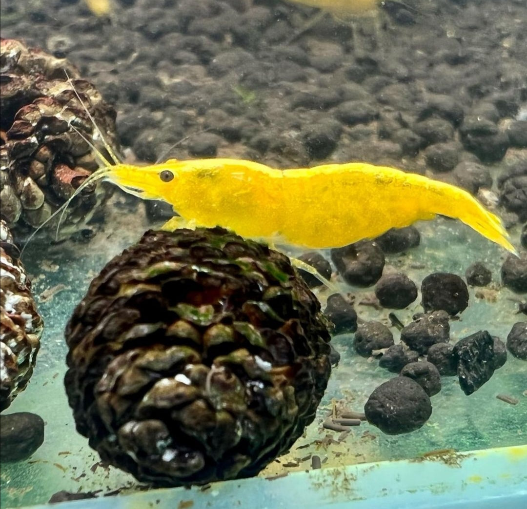 Neocaridina davidi - Yellow Fire Garnelen