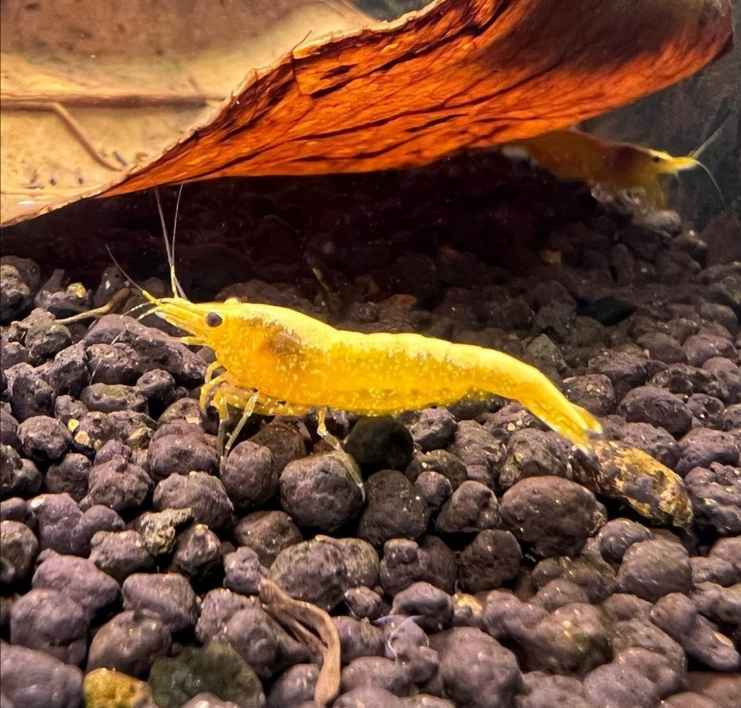 Neocaridina davidi - Yellow Fire Garnelen