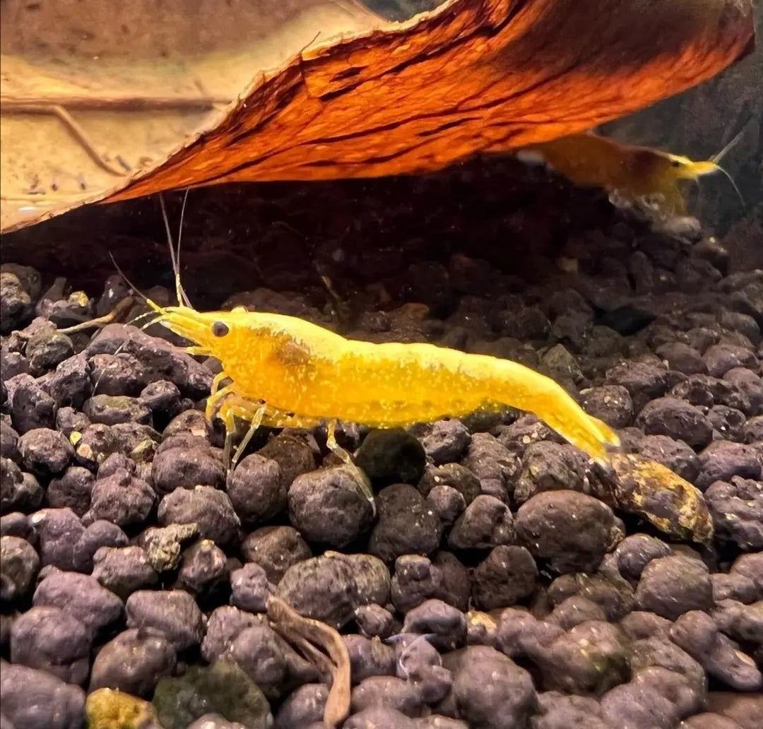 Neocaridina davidi - 💛 Yellow Fire Garnelen AquaTimo