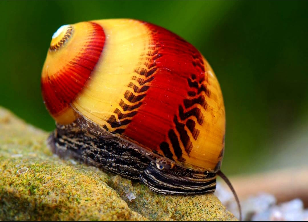 Clithon sowerbianum - Fancy Geweihschnecke