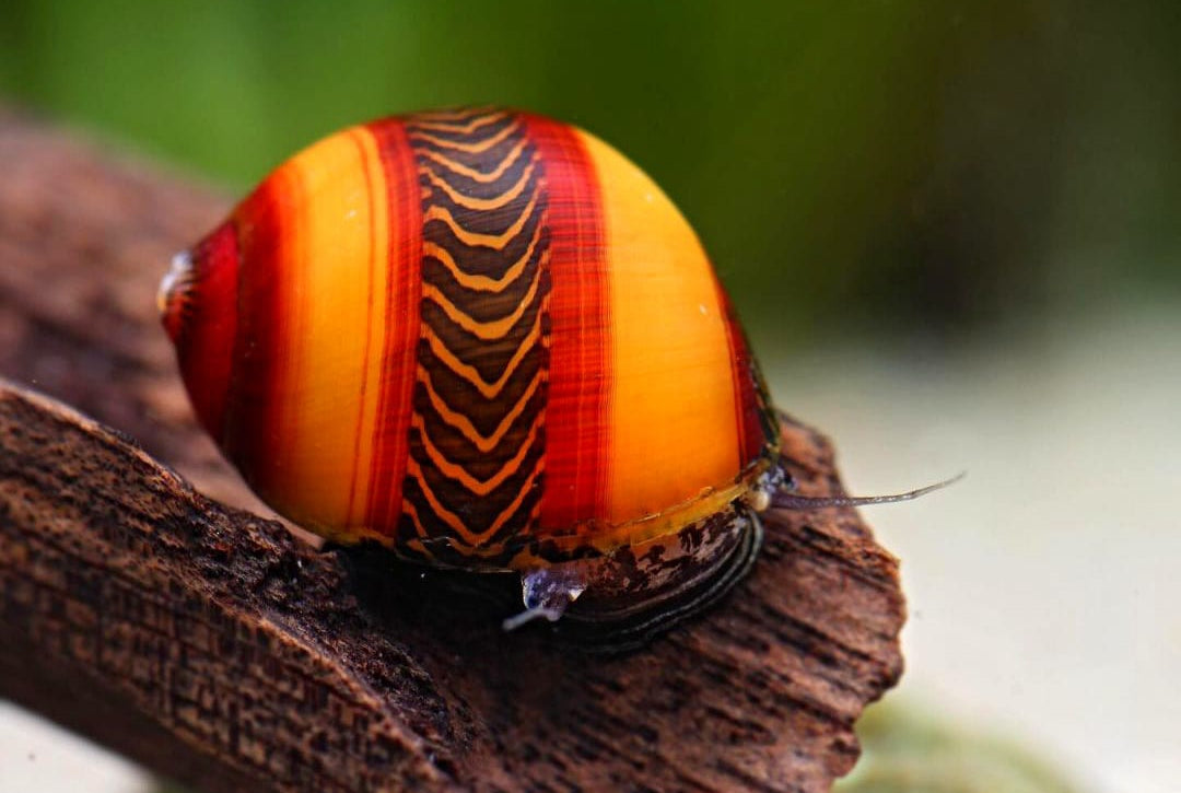 Clithon sowerbianum - Fancy Geweihschnecke