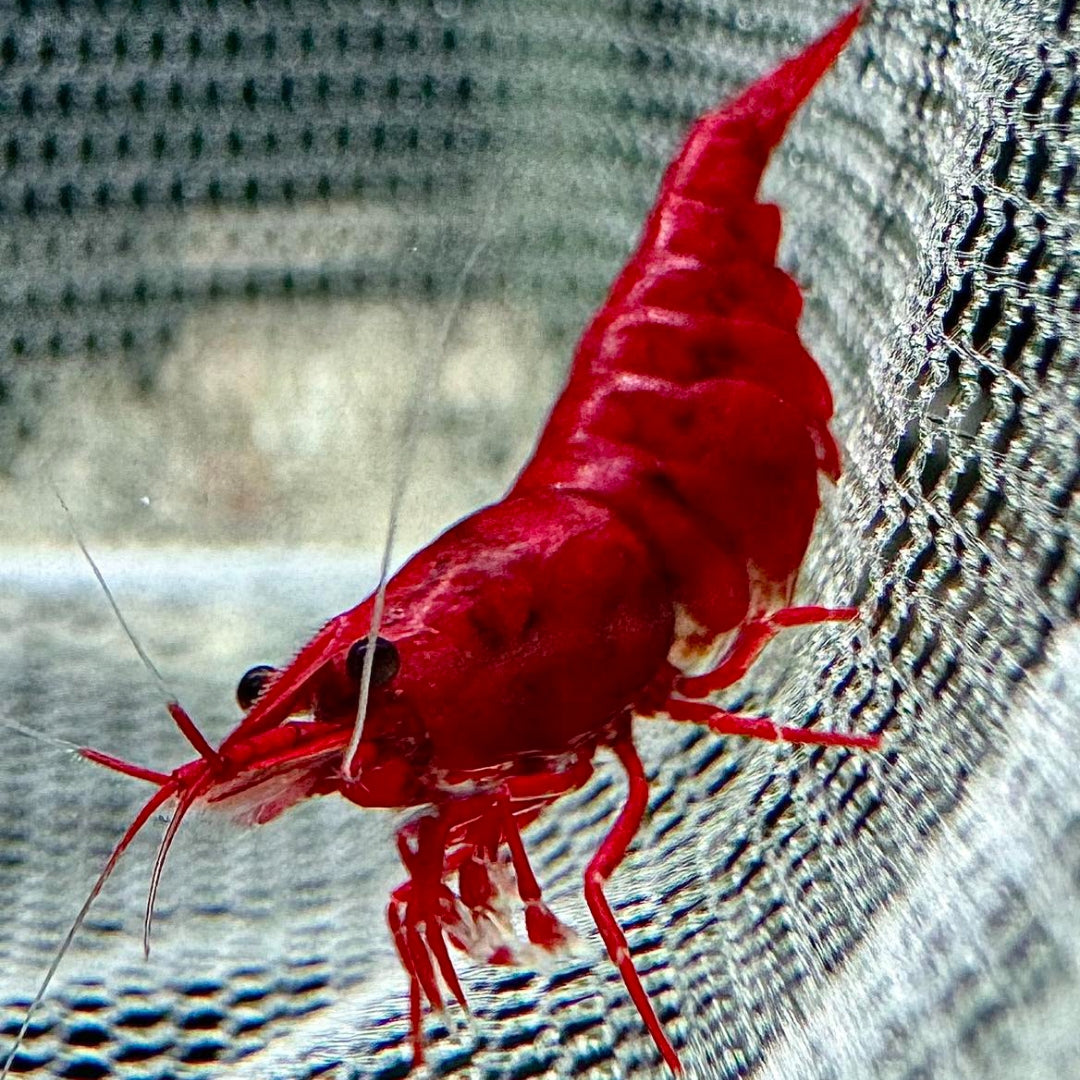 Bloody Mary Garnele – Neocaridina davidi