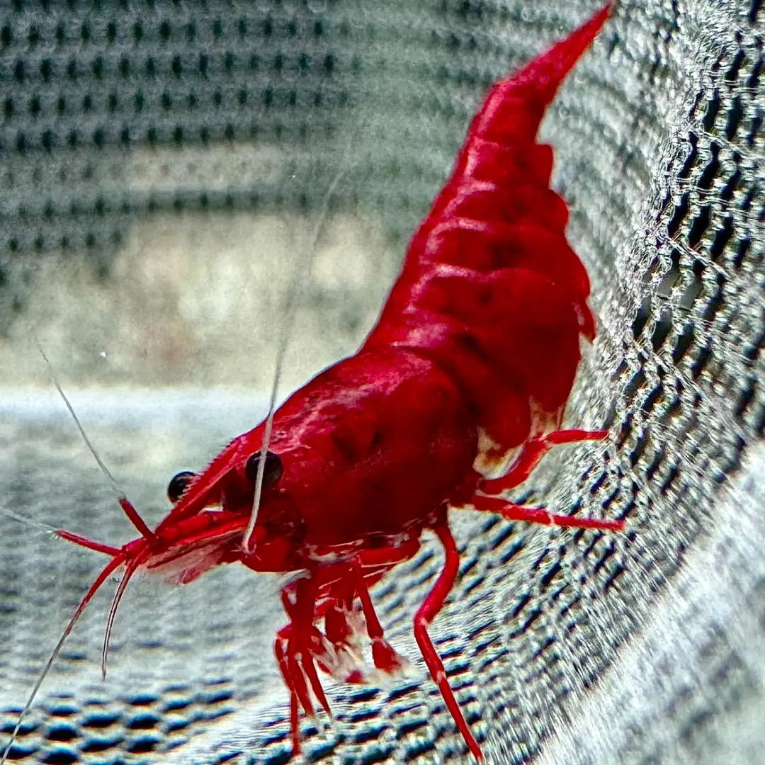 Neocaridina davidi -❤️ Bloody Mary Garnele AquaTimo