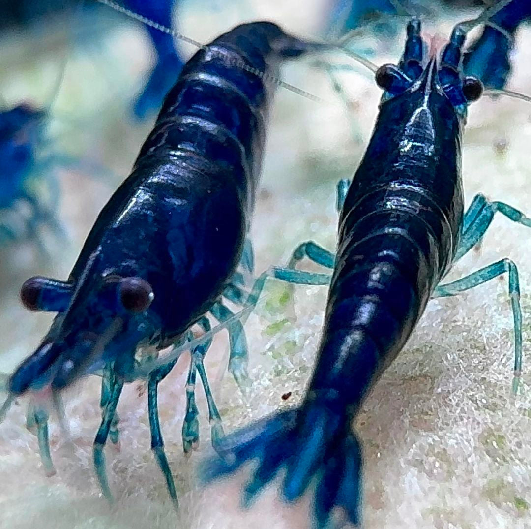 Neocaridina davidi - Blue Dream Garnele