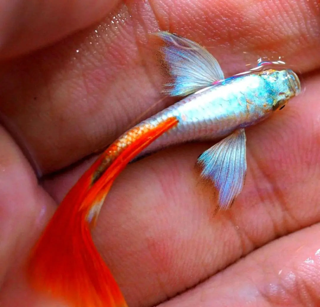 Hochzucht Guppy - 🤍❤️ Santa Claus AquaTimo