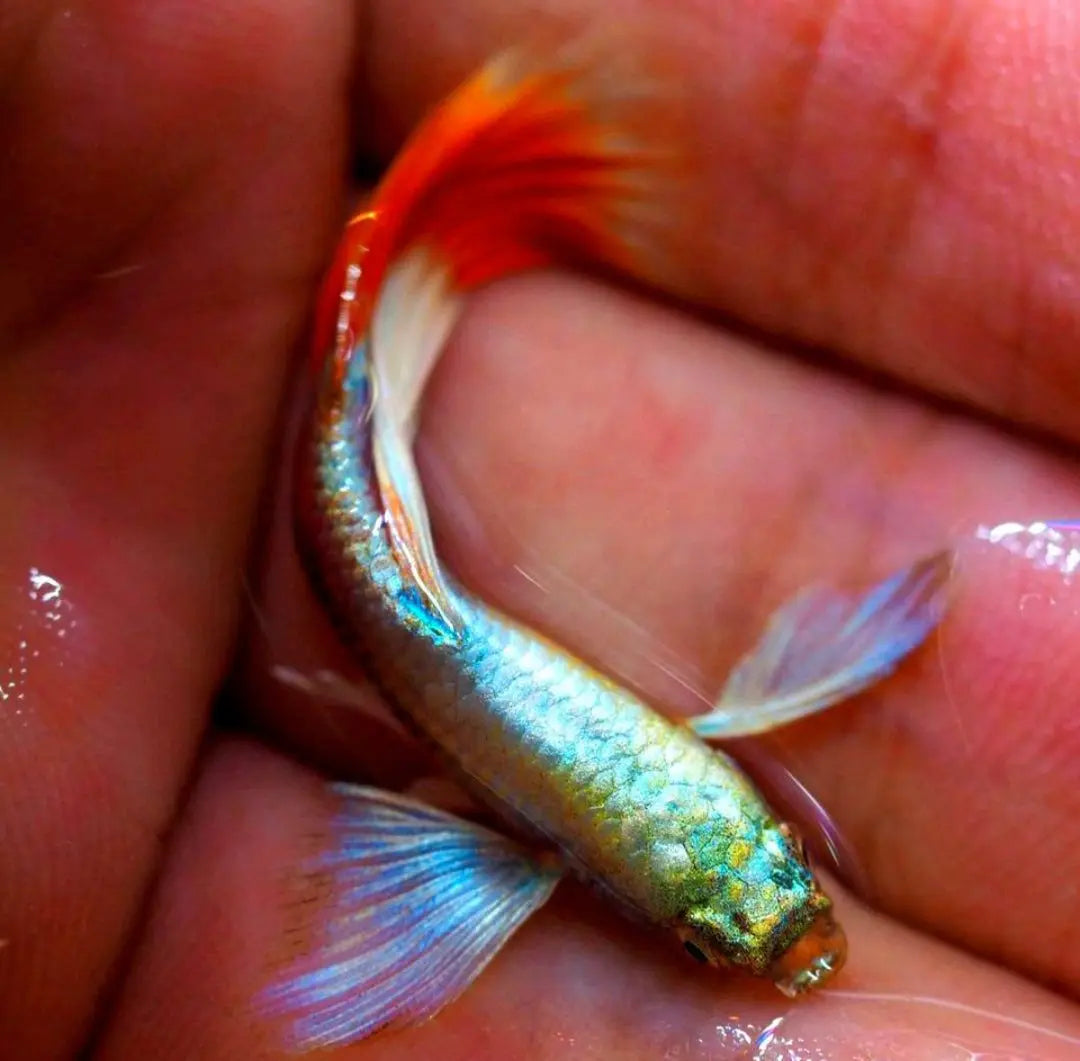 Hochzucht Guppy - 🤍❤️ Santa Claus AquaTimo