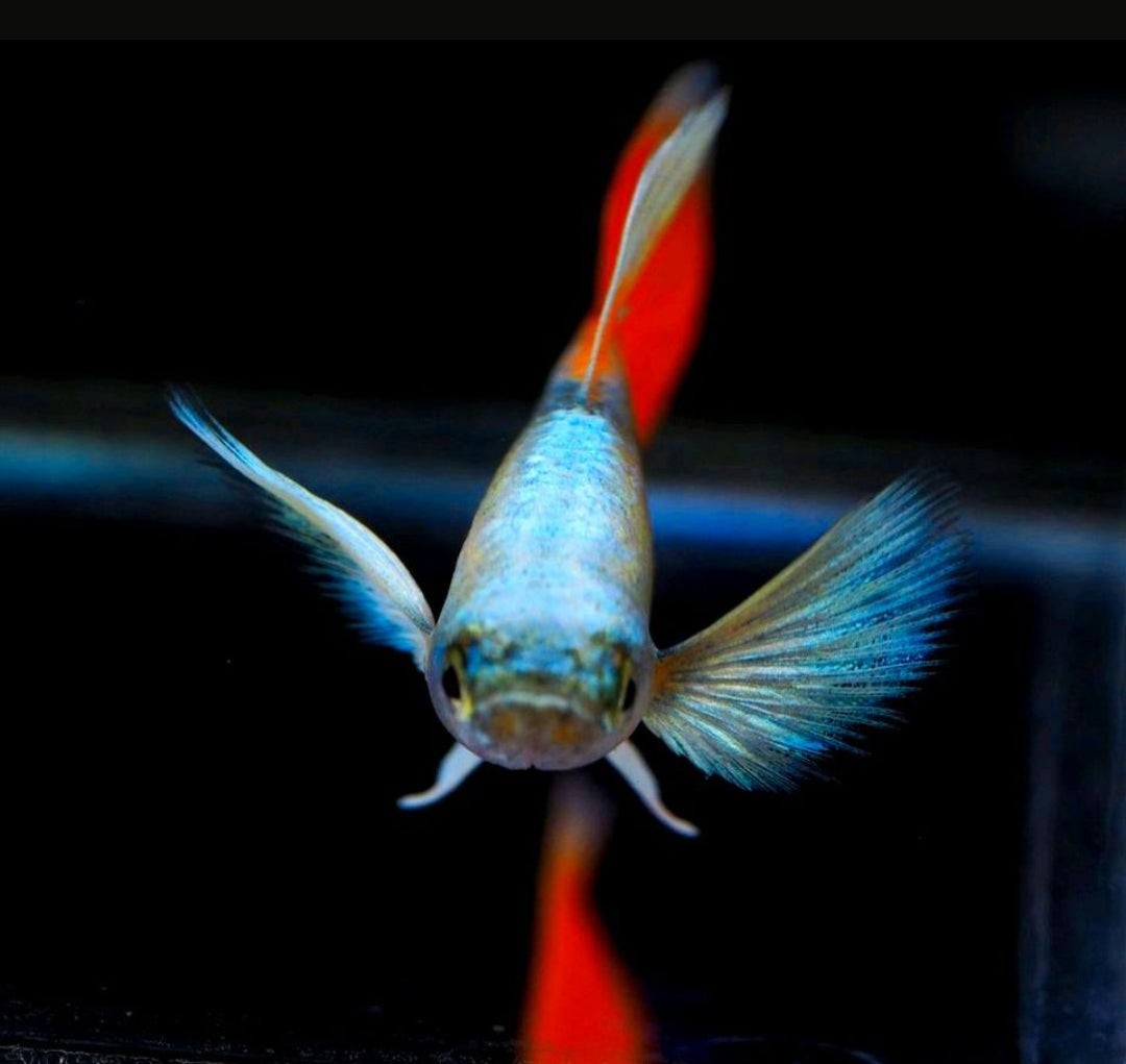 Hochzucht Guppy - Santa Claus